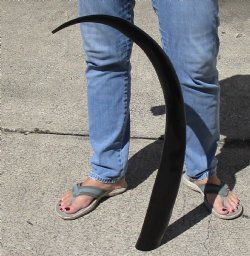 34" Polished Buffalo Horn 