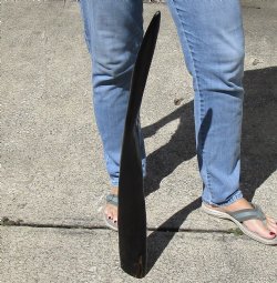 27" Polished Buffalo Horn