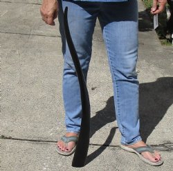 34" Polished Buffalo Horn 