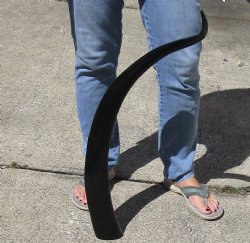 38" Polished Buffalo Horn