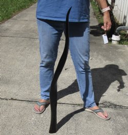 40" Polished Buffalo Horn 