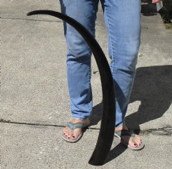 38" Polished Buffalo Horn 