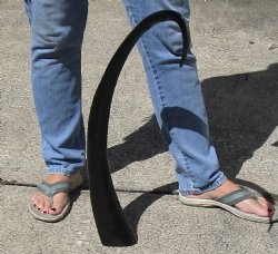 38" Polished Buffalo Horn 