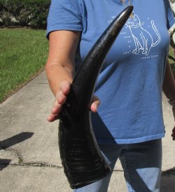 17" Semi polished Buffalo Horn 