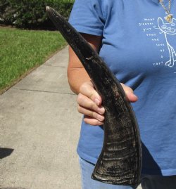 16" Semi Polished Buffalo Horn 