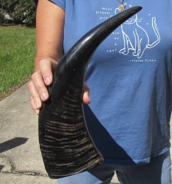 17 inch Semi polished buffalo horn - $20