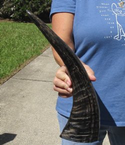 16" Semi Polished Buffalo Horn 