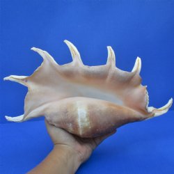 14" Giant Spider Conch - $18
