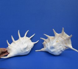 2 pc lot 13" Giant Spider Conchs - $31