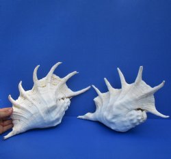2 pc lot 12" Giant Spider Conchs - $23