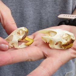 1-1/4" to 1-3/4" River Cooter Turtle Skulls, 2pc - $30