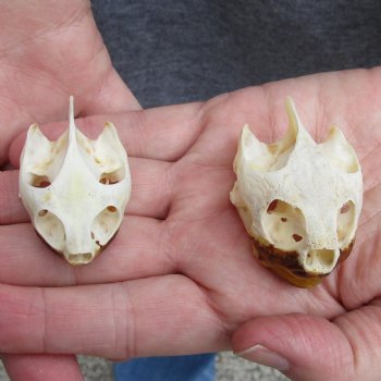 1-1/4" to 1-3/4" River Cooter Turtle Skulls, 2pc - $30