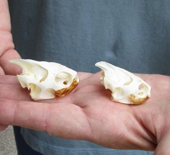 Two Common River Cooter Turtle Skulls,1-1/4 to 1-3/4 inches long - $30/lot