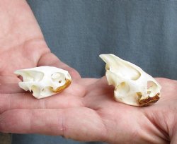 Two Common River Cooter Turtle Skulls,1-1/4 to 1-3/4 inches long - $30/lot
