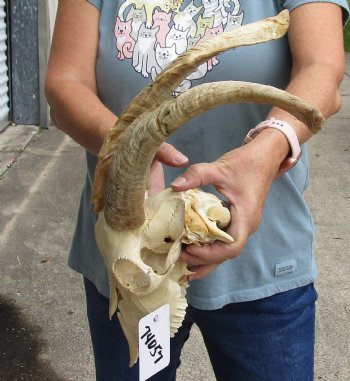 8" U.S. Domestic Goat Skull with 16" Horns - $145