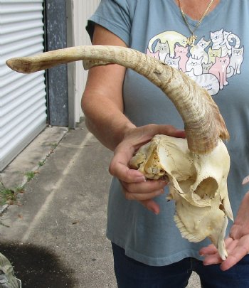 8" U.S. Domestic Goat Skull with 16" Horns - $145