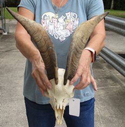 9" Goat Skull with 15" Horns - $145