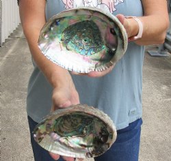 2 pc Natural Green Abalone shells 6-1/2 inches - $24/lot