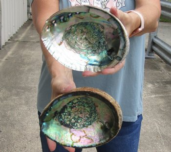 2 pc Natural Green Abalone shells 6-3/4 inches - $27/lot