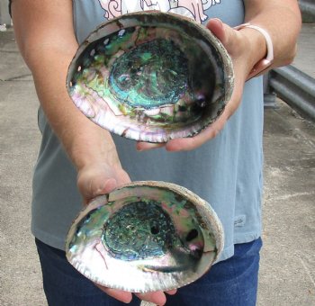 2 pc Natural Green Abalone shells 6 inches - $22/lot