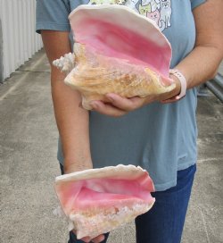 2 piece pink conch shells 7 and 8 inches long - $24/lot