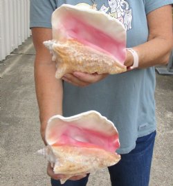 2 piece pink conch shells 7 inches long - $24/lot