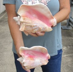 2 piece pink conch shells 7 and 8 inches long - $24/lot