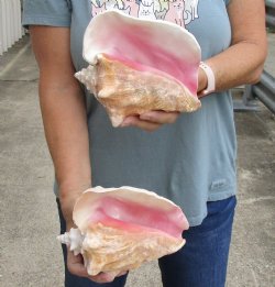 2 piece pink conch shells 8 inches long - $24/lot