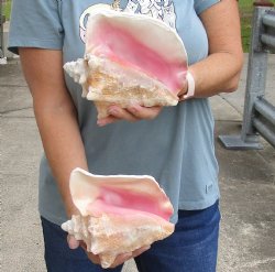 2 piece pink conch shells 7 inches long - $24/lot