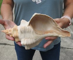 12 inches horse conch for sale, Florida's state seashell - $33