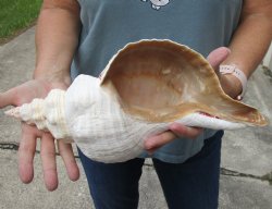 14-1/2 inches horse conch for sale, Florida's state seashell - $52
