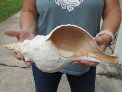 14-3/4 inches horse conch for sale, Florida's state seashell - $52