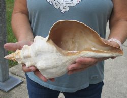 13 inches horse conch for sale, Florida's state seashell - $39