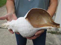 14 inches horse conch for sale, Florida's state seashell - $52