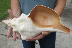 15-1/2 inches horse conch for sale, Florida's state seashell - $70