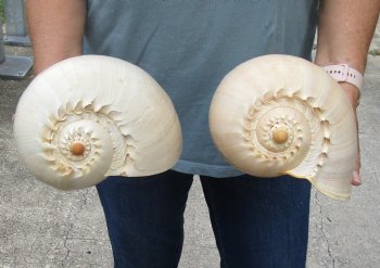 2 pc lot of 9 inch Philippine crowned baler melon shell - $20