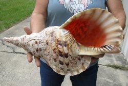 Hugh Pacific Triton seashell 17-1/4 inches long - $195