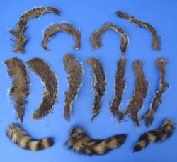 14 Assorted Tails, Preserved with Formaldehyde - $20