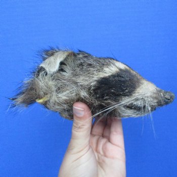 Real Raccoon Head Preserved with Formaldehyde - $40