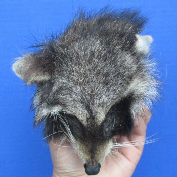 Real Raccoon Head Preserved with Formaldehyde - $40