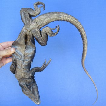 34" Preserved North American Iguana - $35