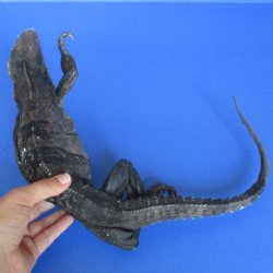 24" Preserved North American Iguana - $25