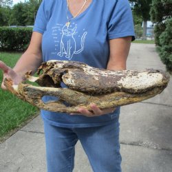 Damaged, Nature Cleaned, 20" Alligator Skull - $25