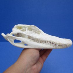 B-Grade Florida Alligator Skull, 7-1/2" x 3-1/2" - $40