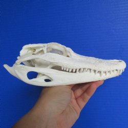 B-Grade Florida Alligator Skull, 7-3/4" x 3-1/2" - $40