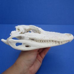 B-Grade Florida Alligator Skull, 7-1/2" x 3" - $40