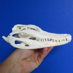 B-Grade Florida Alligator Skull, 7" x 3-1/2" - $30