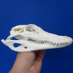 B-Grade Florida Alligator Skull, 7-1/4" x 3" - $40