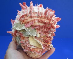 Spiny Oyster pair (Spondylus princeps) measuring 6 inches - $40