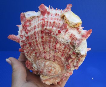Spiny Oyster pair (Spondylus princeps) measuring 6 inches - $40